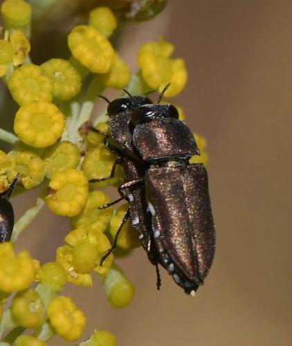 Réf. 234 690 : Anthaxia sp.